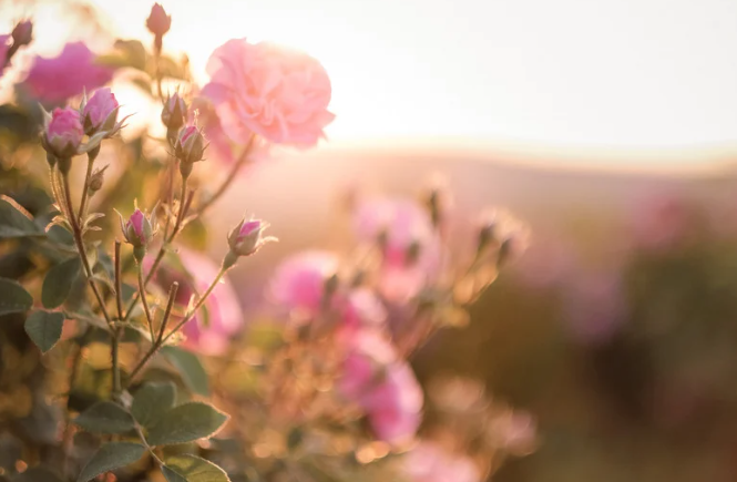 Beyond the Burn: Is 'Reseeding' Your Microbiome the Secret to Intimate Balance?